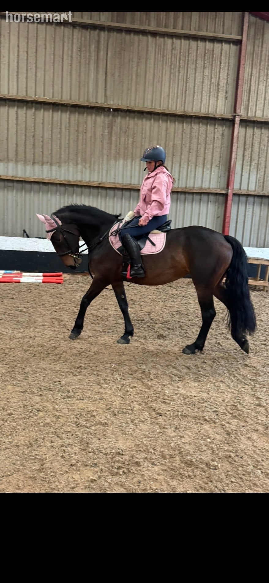 "Butterfly" Bay Mare All Rounder
