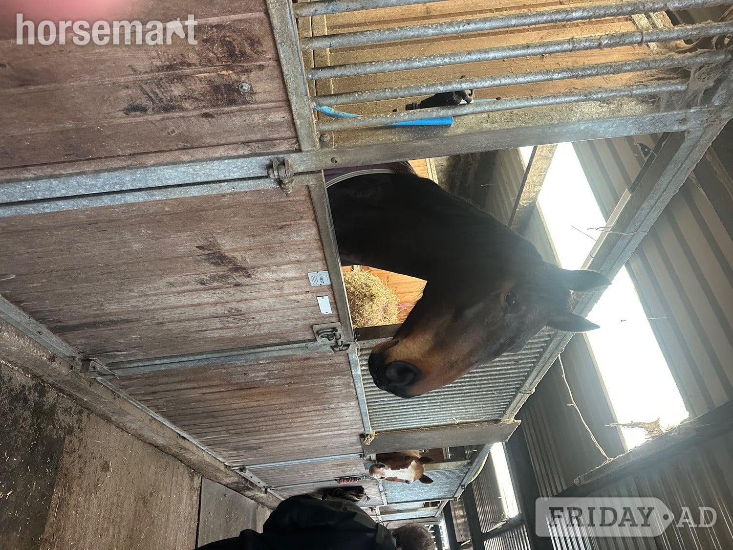 Skipton "Butterfly" Bay Mare All Rounder