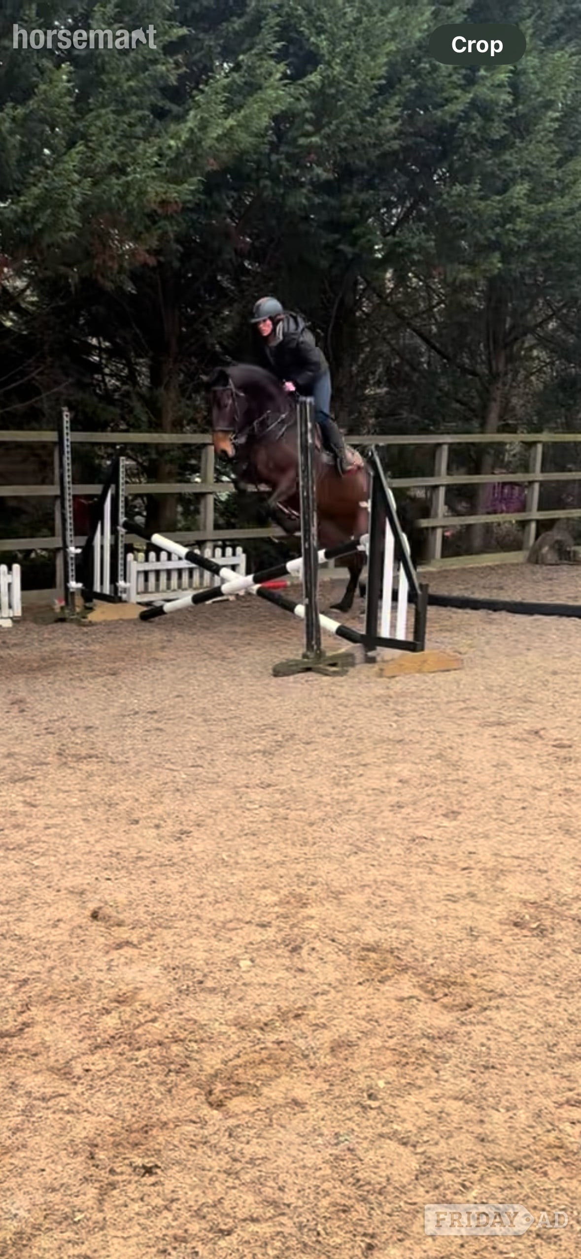 "Butterfly" Bay Mare All Rounder - Horses in Skipton