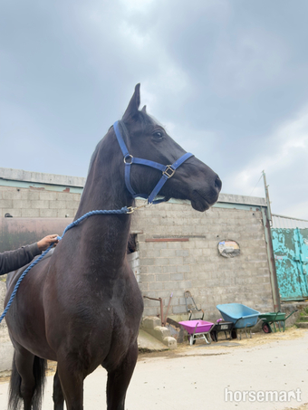 "Captain " Black Gelding All Rounder