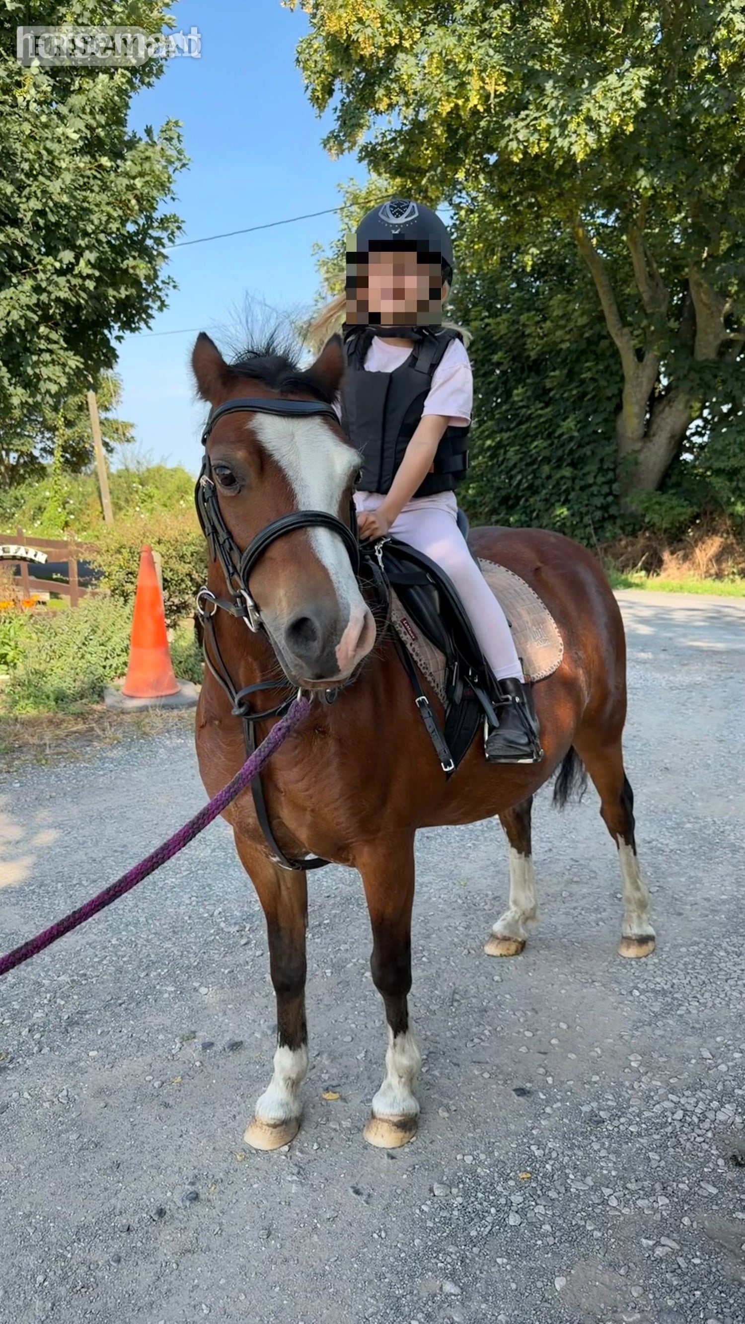 "Serena" Bay Mare Happy Hacker in Southport