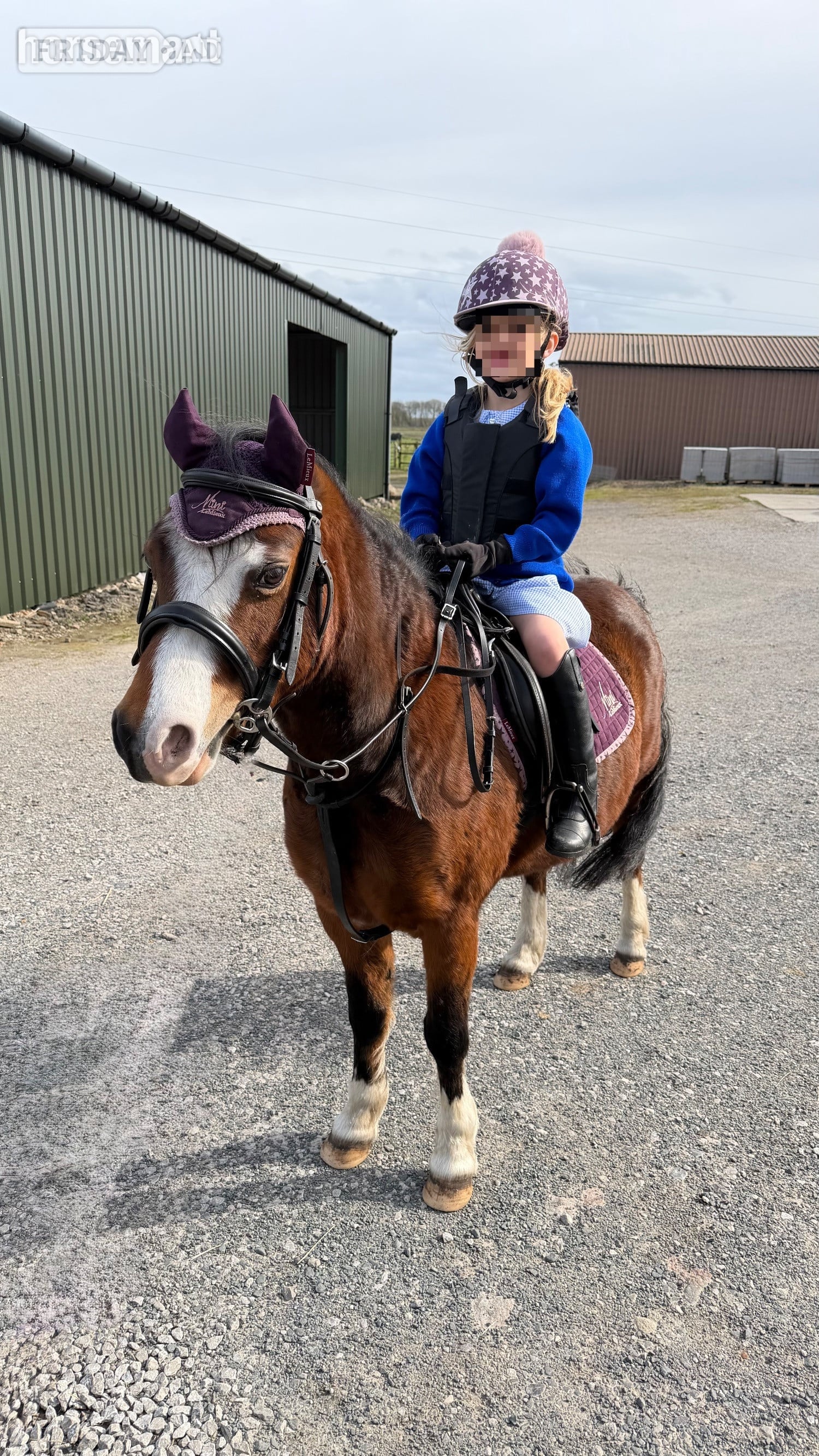 Southport "Serena" Bay Mare Happy Hacker