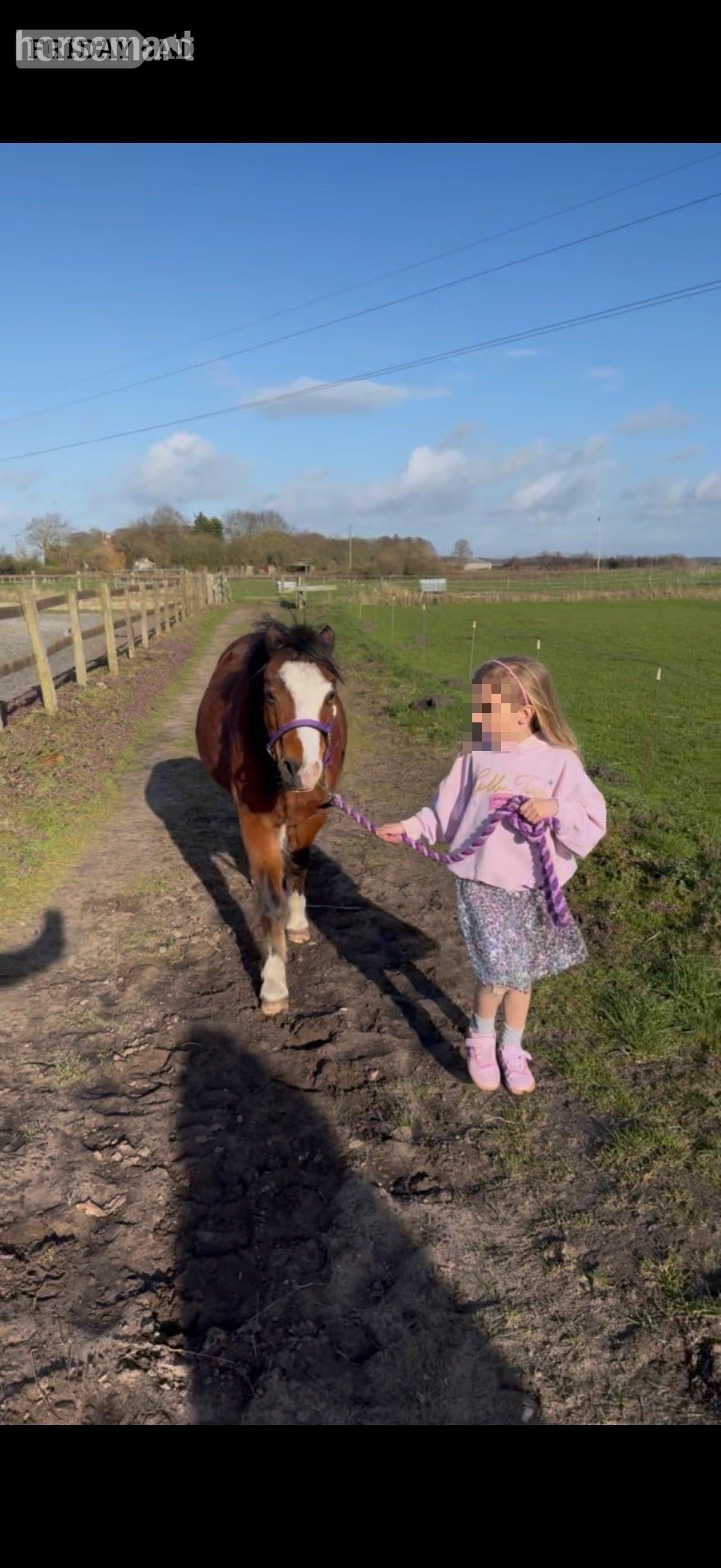 "Serena" Bay Mare Happy Hacker - Horses in Southport