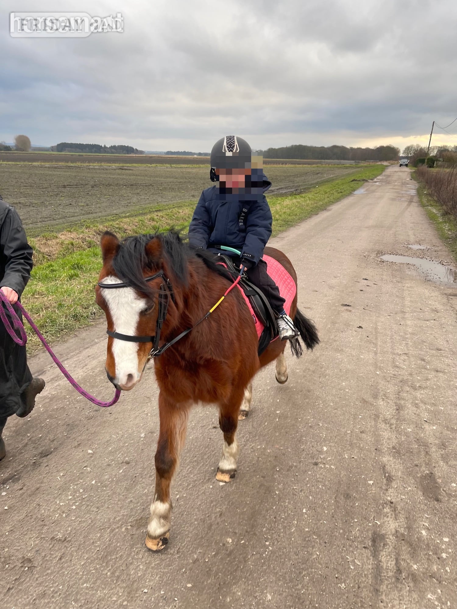 "Serena" Bay Mare Happy Hacker - Horses