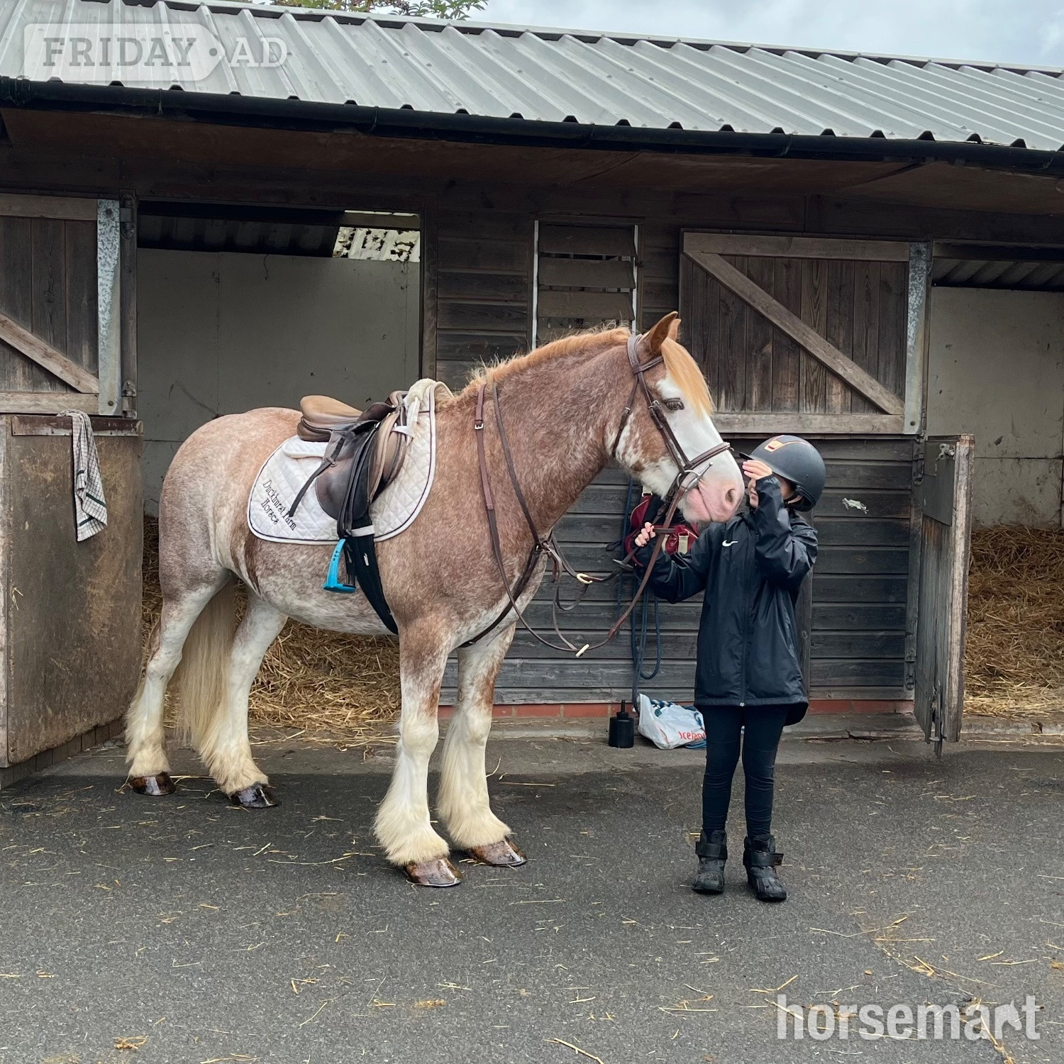"Brandy" Strawberry Roan Gelding All Rounder in Staplehurst