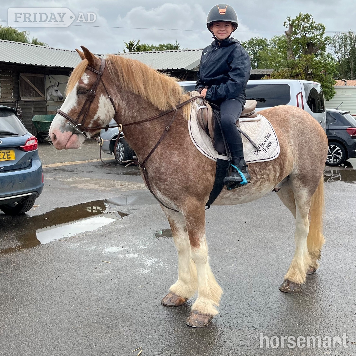 "Brandy" Strawberry Roan Gelding All Rounder