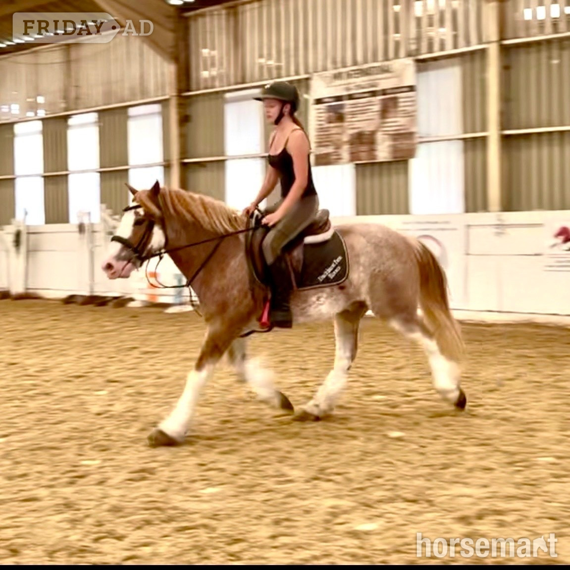 Staplehurst "Brandy" Strawberry Roan Gelding All Rounder