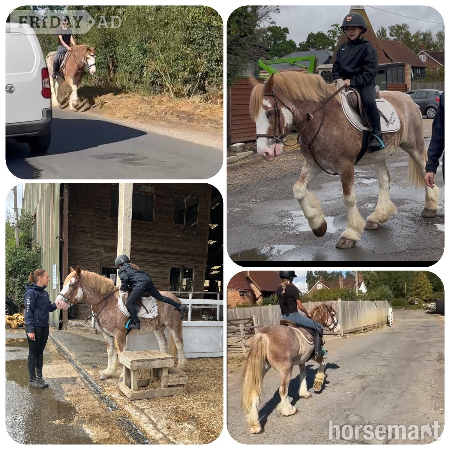 "Brandy" Strawberry Roan Gelding All Rounder - Horses in Staplehurst