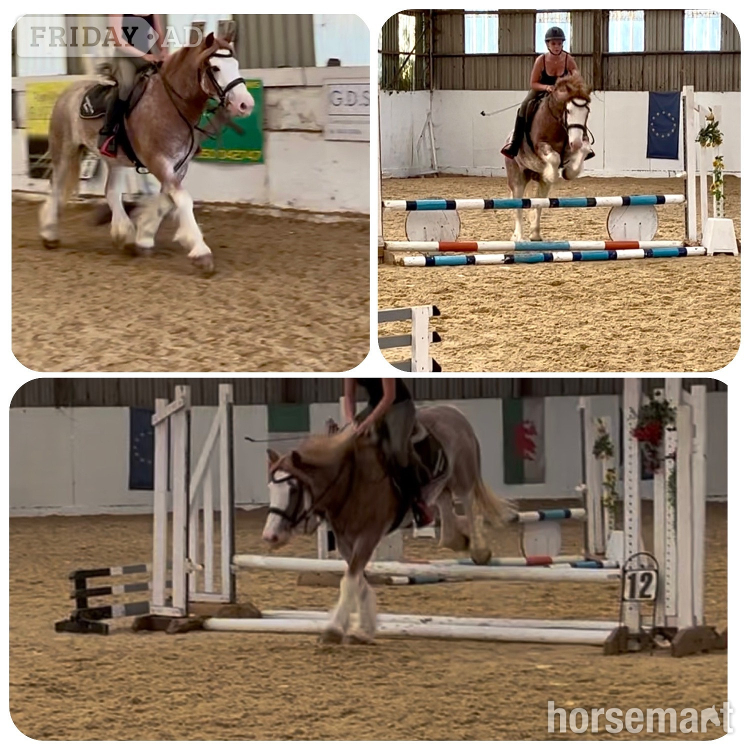 "Brandy" Strawberry Roan Gelding All Rounder - Horses