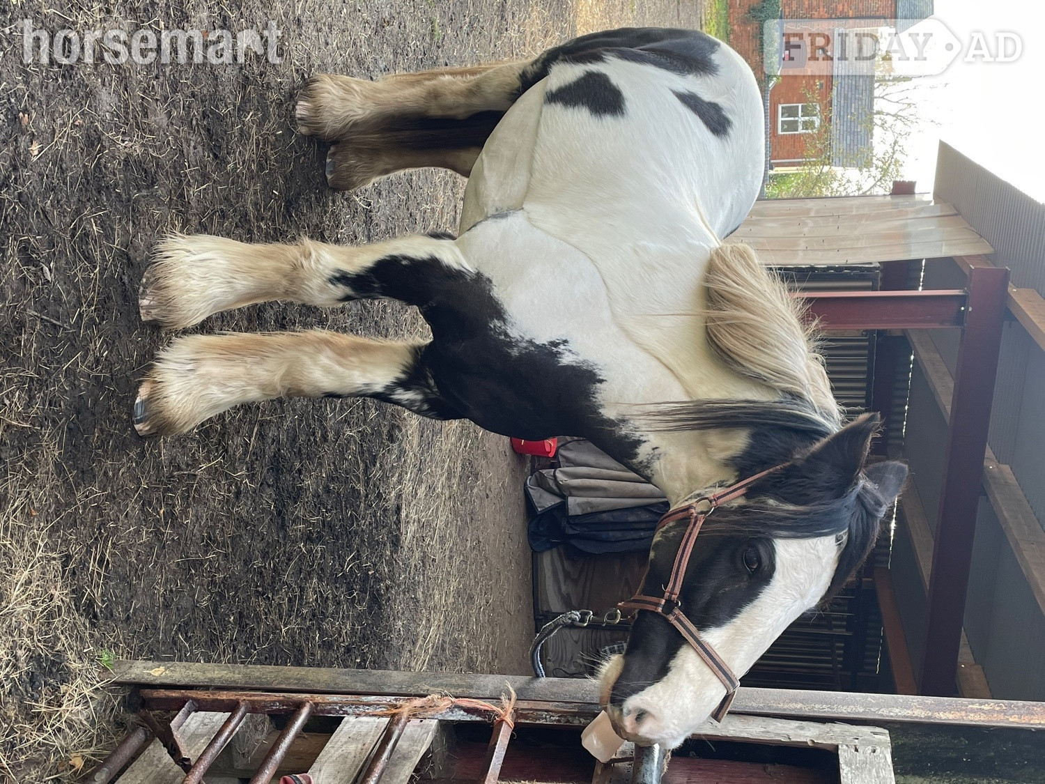 Part or Full Loan- Near Alcester (Warks/Worcs border) - Horses in Cookhill