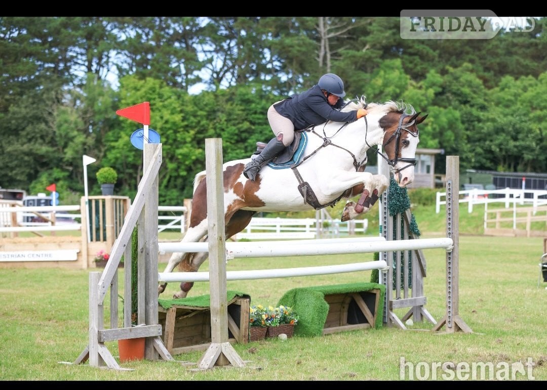 "The sapphire queen " Skewbald Mare All Rounder in Redruth