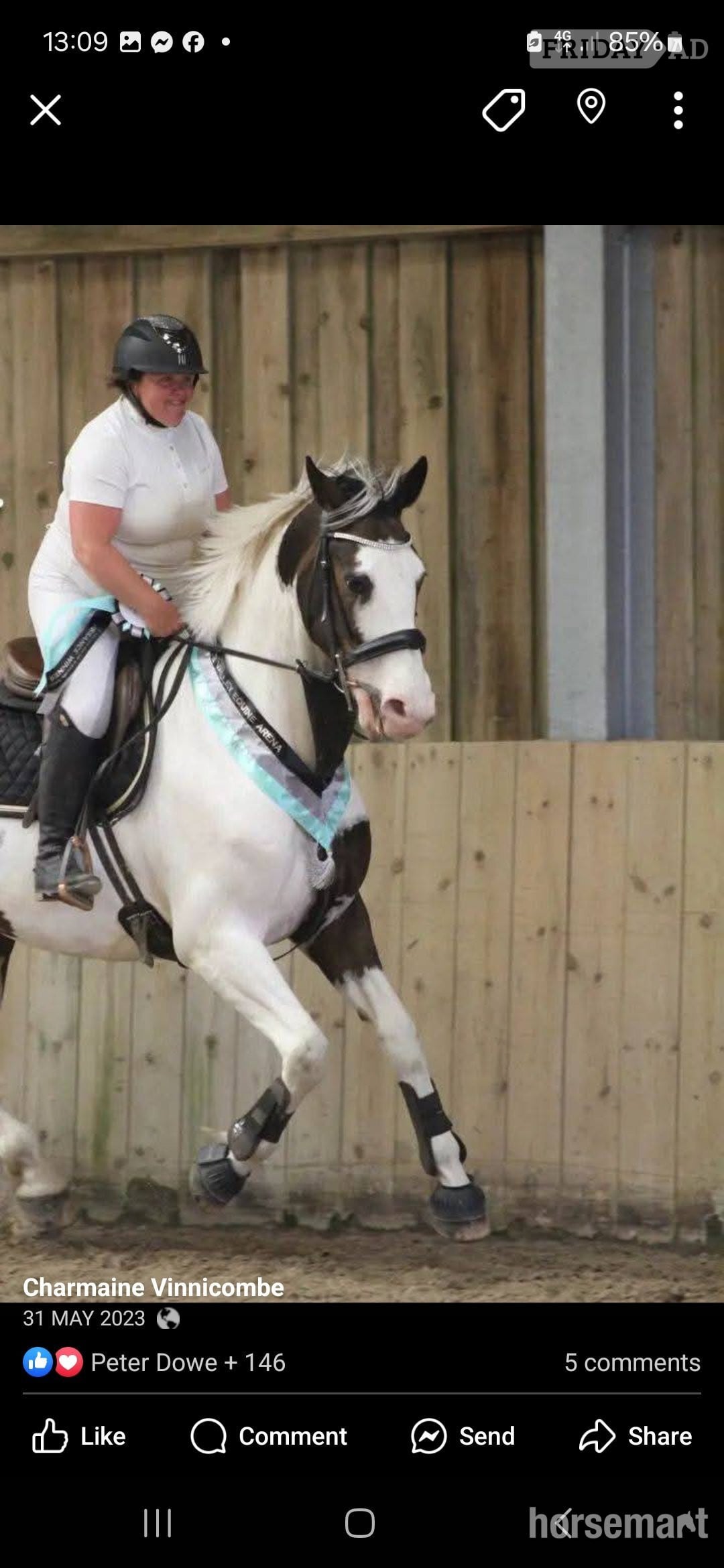 "The sapphire queen " Skewbald Mare All Rounder