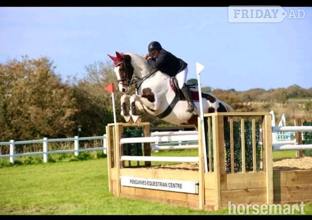 Redruth "The sapphire queen " Skewbald Mare All Rounder