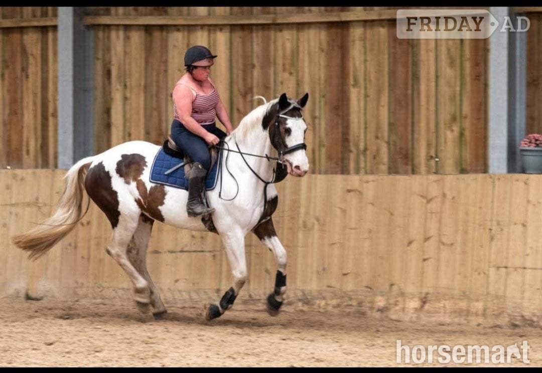 "The sapphire queen " Skewbald Mare All Rounder - Horses in Redruth