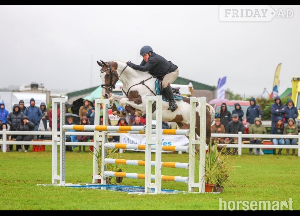 "The sapphire queen " Skewbald Mare All Rounder - Horses