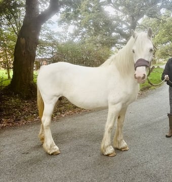 "Wilma" Grey Mare Cob/Heavy Horse