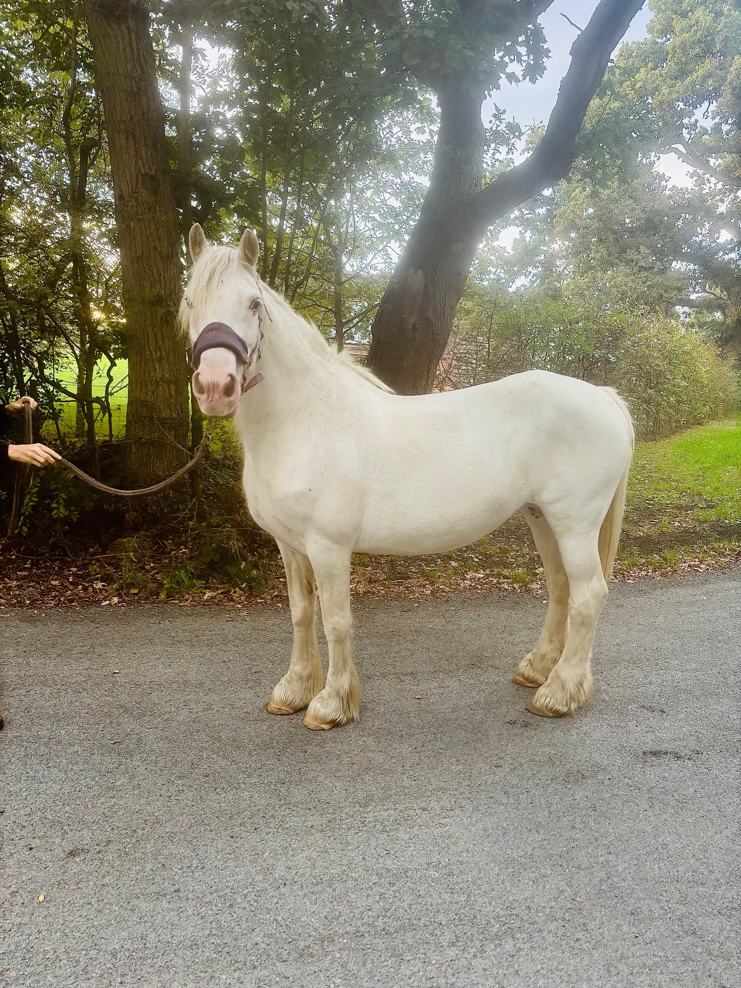 "Wilma" Grey Mare Cob/Heavy Horse