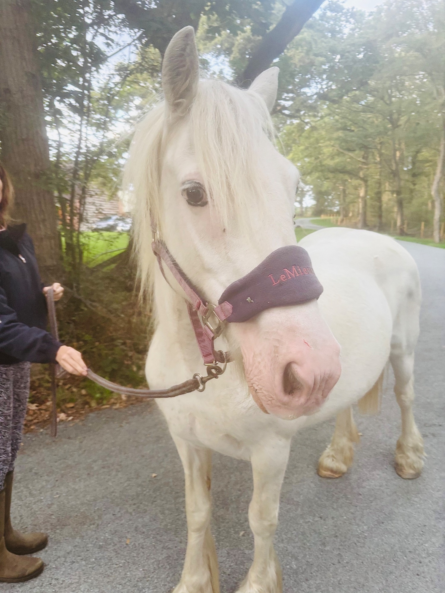 Worcester "Wilma" Grey Mare Cob/Heavy Horse