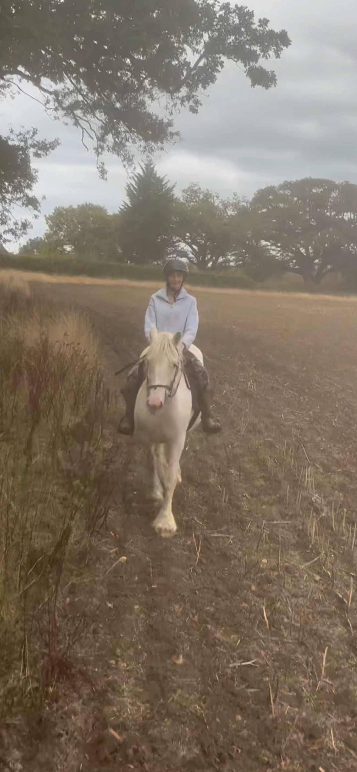 "Wilma" Grey Mare Cob/Heavy Horse - Horses