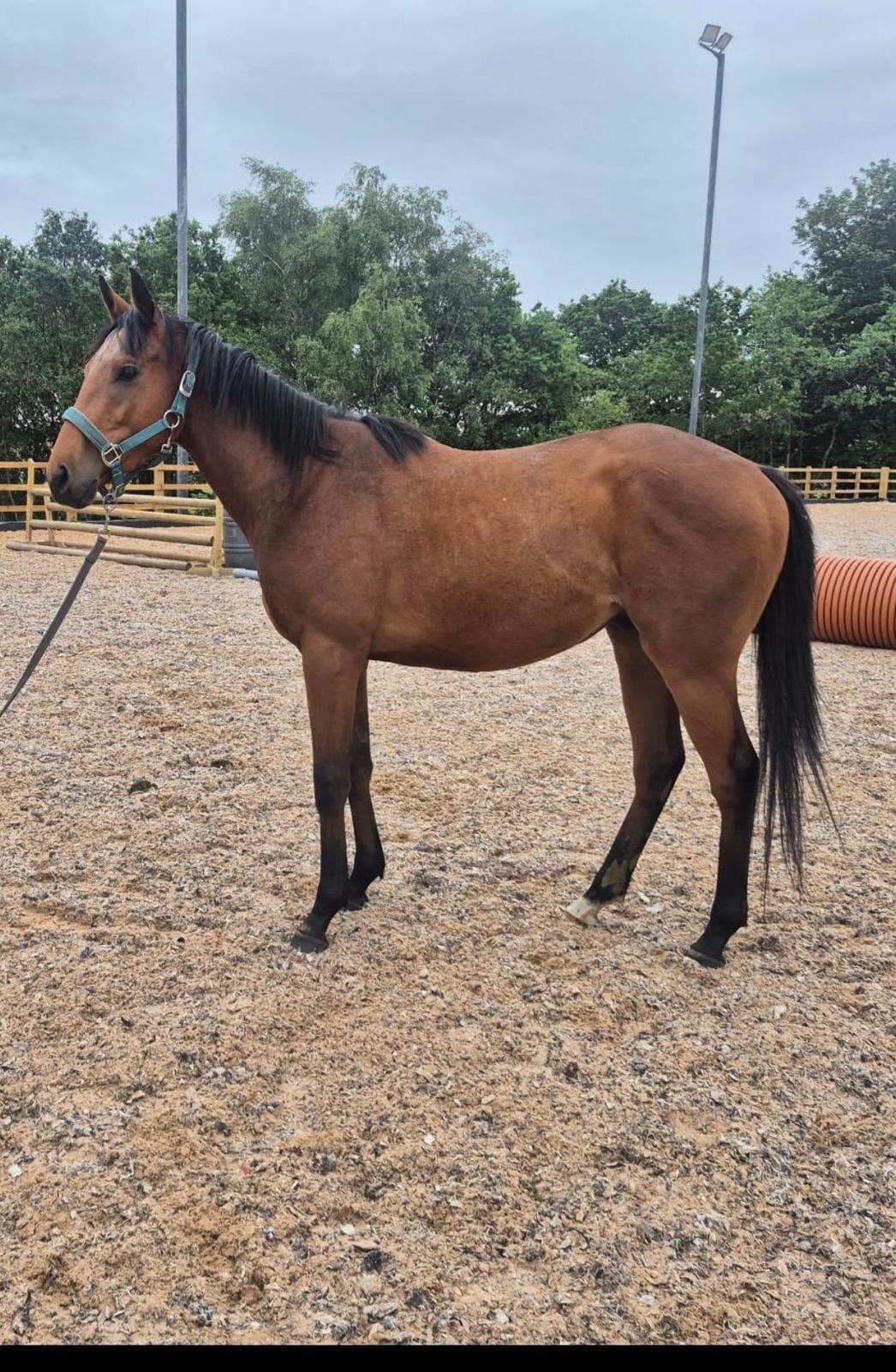 Wigan "Simon " Bay Gelding Youngstock / Foal
