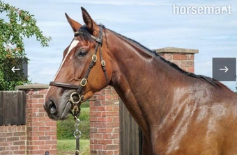 "Diva " Bay Mare Ex Racehorse