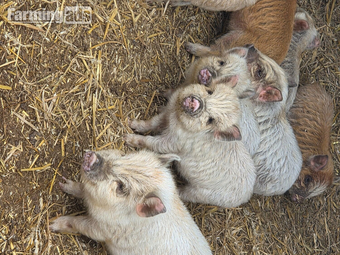 Kune kune piglets 