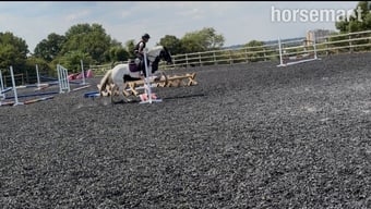 "Oreo" Piebald Mare Pony Club Pony