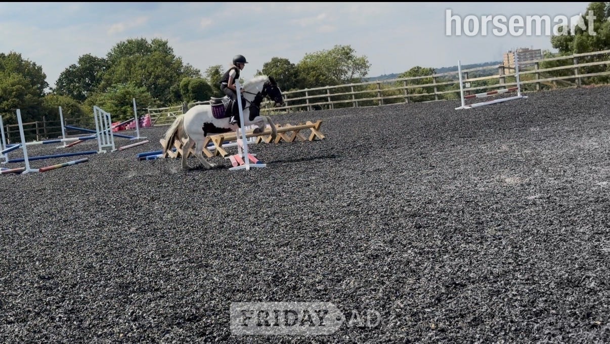 "Oreo" Piebald Mare Pony Club Pony in Orpington