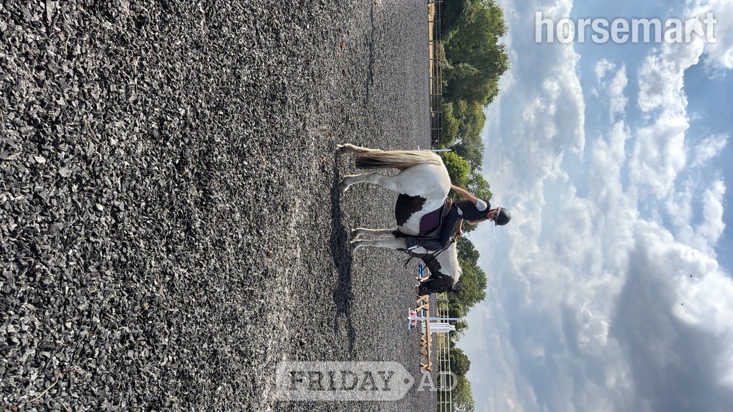 "Oreo" Piebald Mare Pony Club Pony