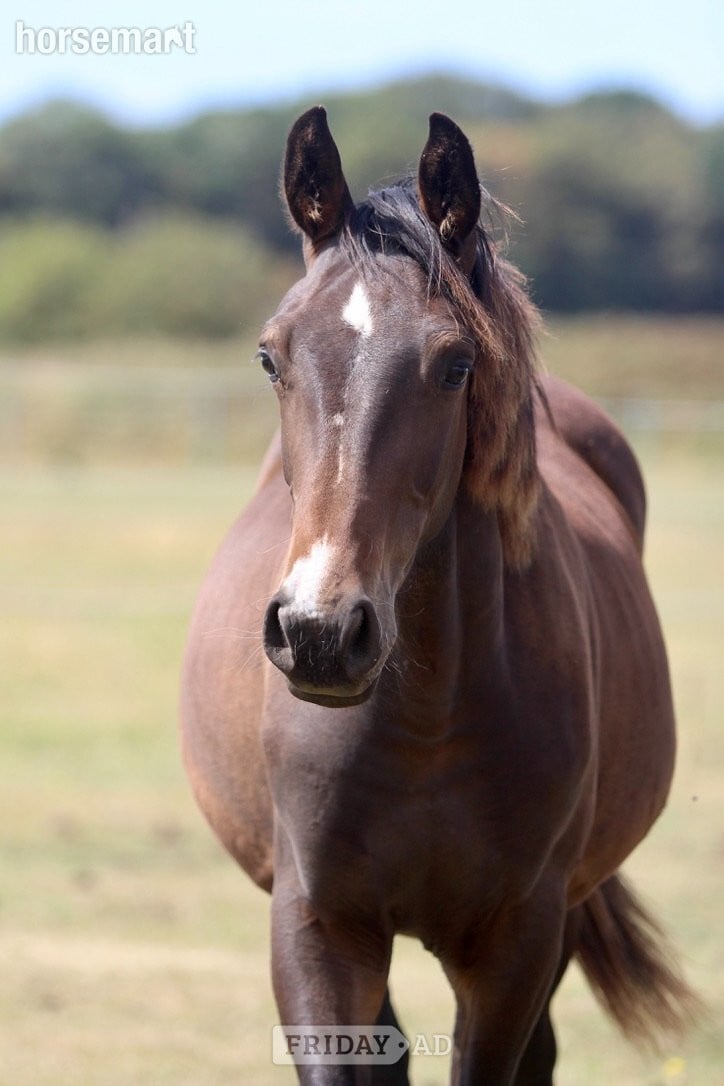 "Batman" Bay Colt Youngstock / Foal in Widnes