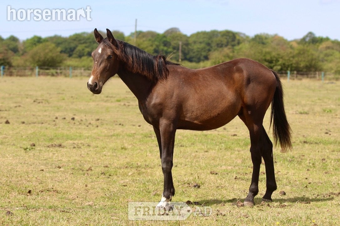 "Batman" Bay Colt Youngstock / Foal