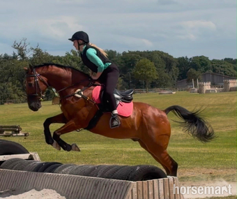 "Luca Lockhart" Bay Gelding All Rounder
