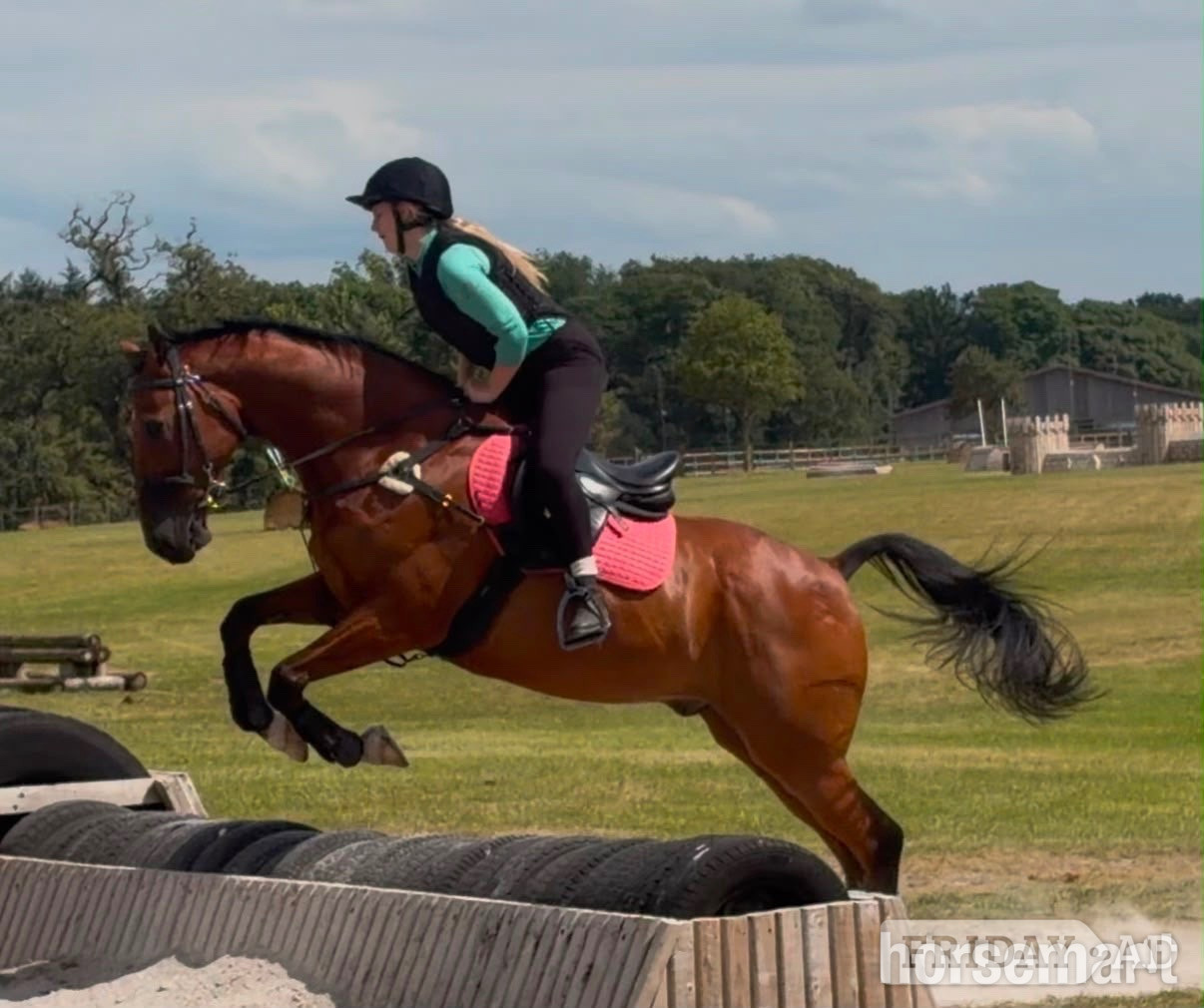 "Luca Lockhart" Bay Gelding All Rounder in Ledsham