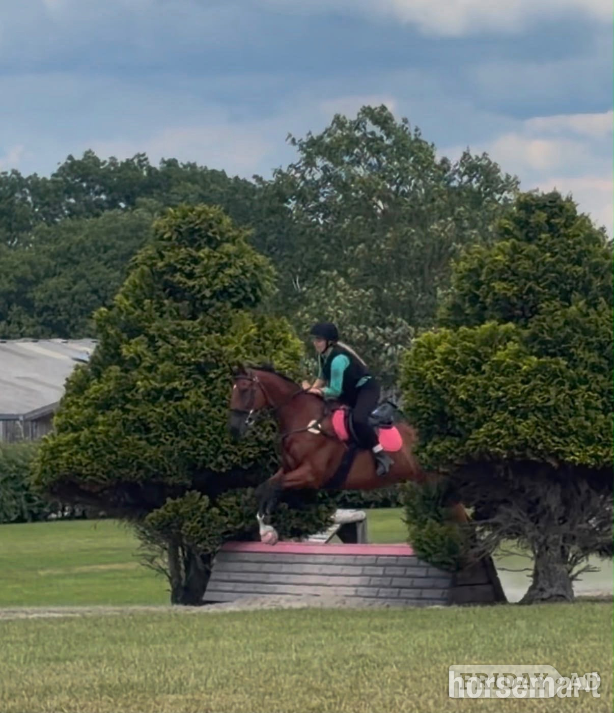 "Luca Lockhart" Bay Gelding All Rounder