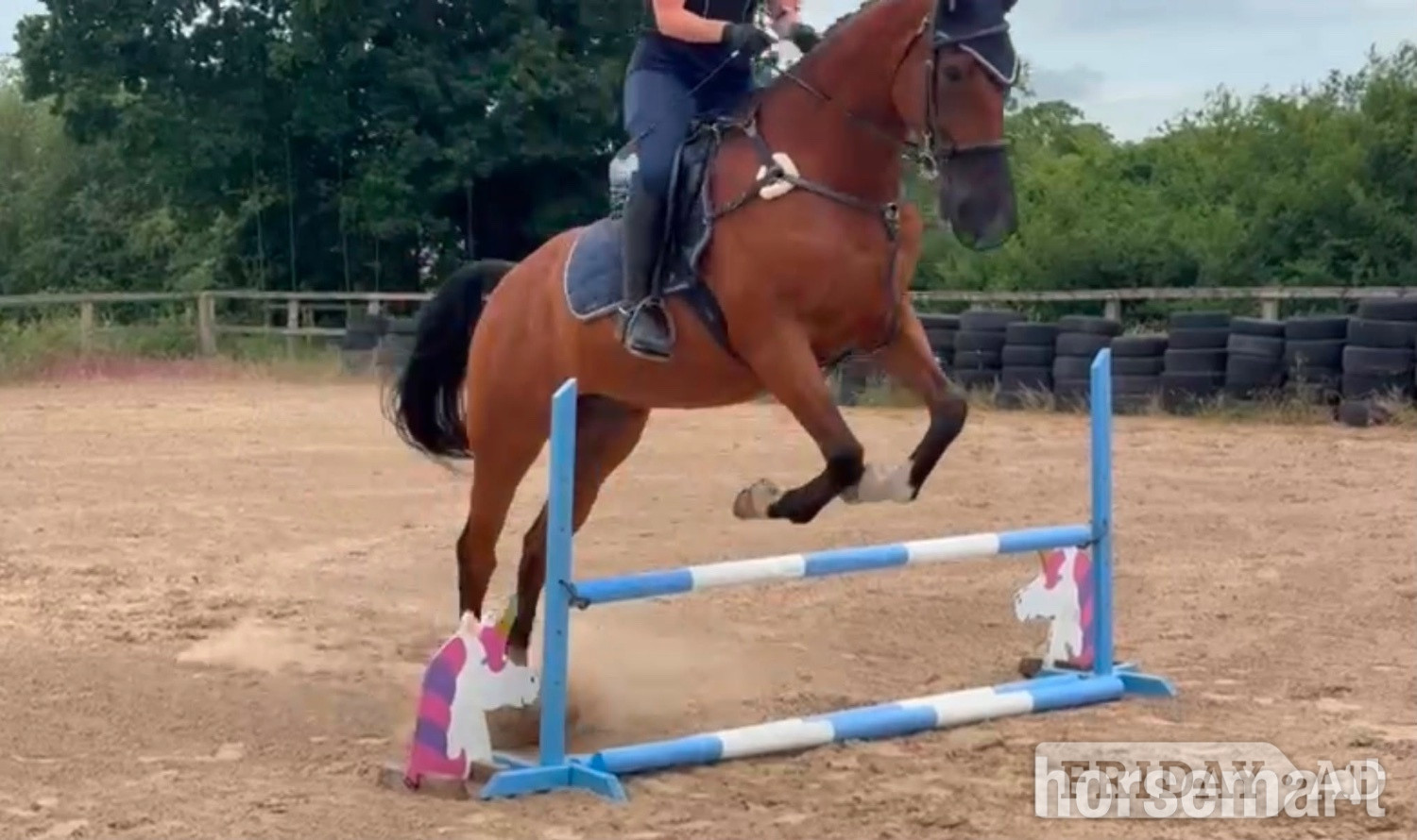 Ledsham "Luca Lockhart" Bay Gelding All Rounder