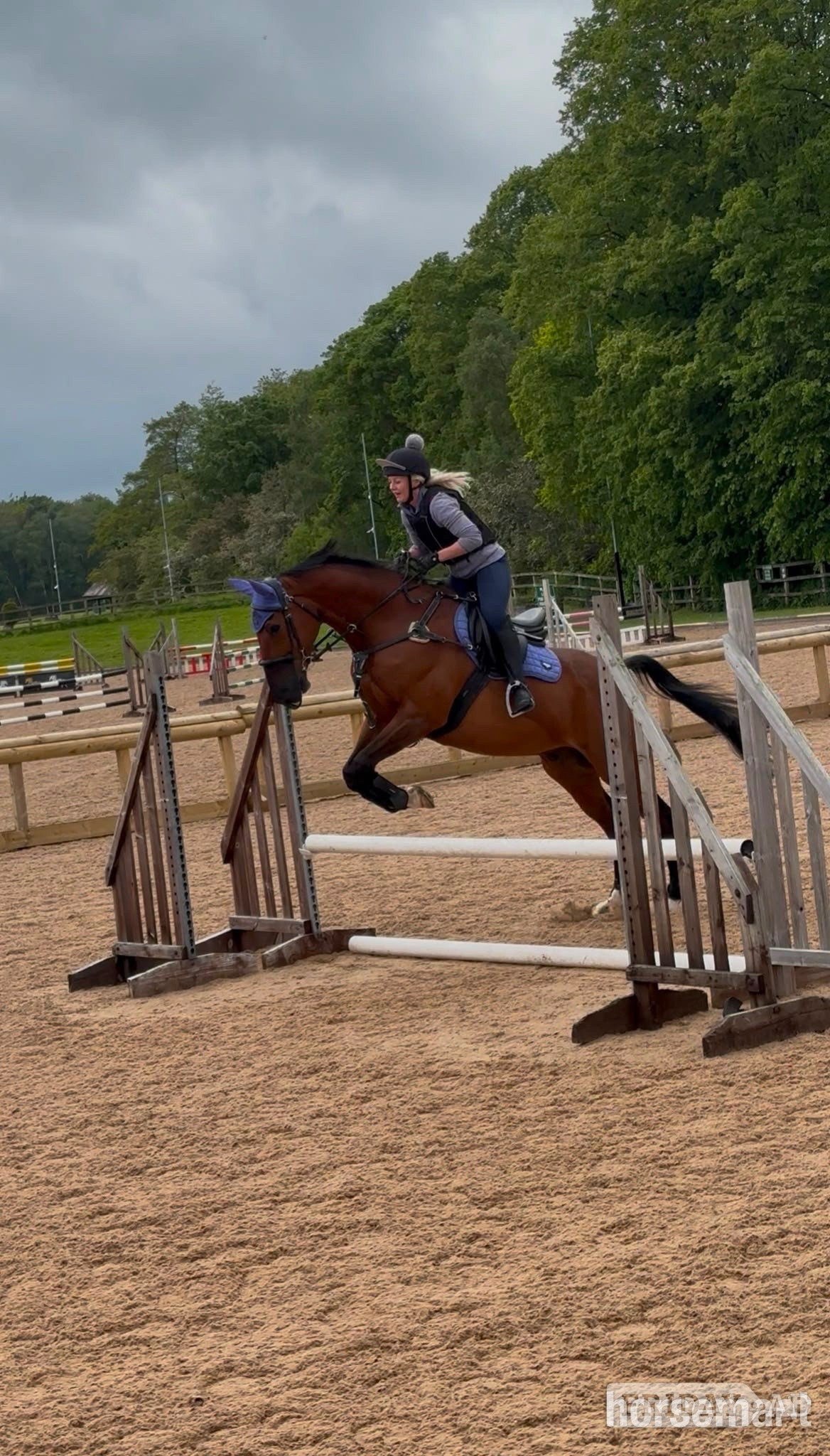 "Luca Lockhart" Bay Gelding All Rounder - Horses in Ledsham