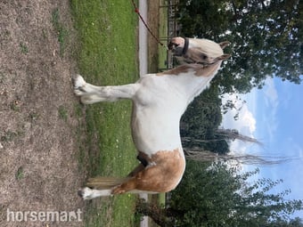 "Waffle " Other Colour Gelding Cob/Heavy Horse