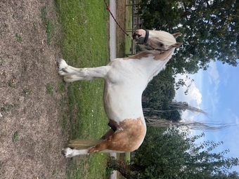 "Waffle " Other Colour Gelding Cob/Heavy Horse