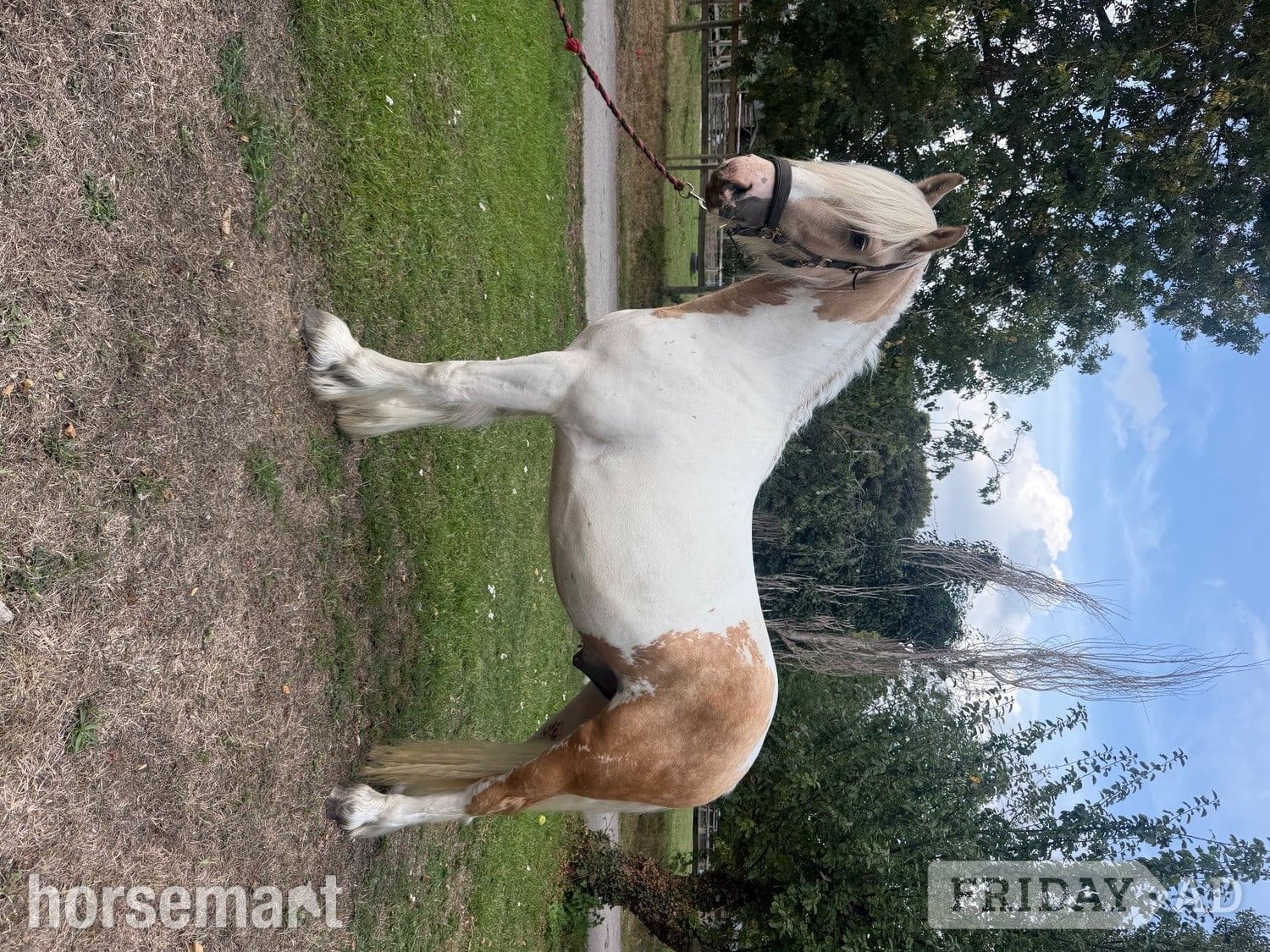 "Waffle " Other Colour Gelding Cob/Heavy Horse in Chester