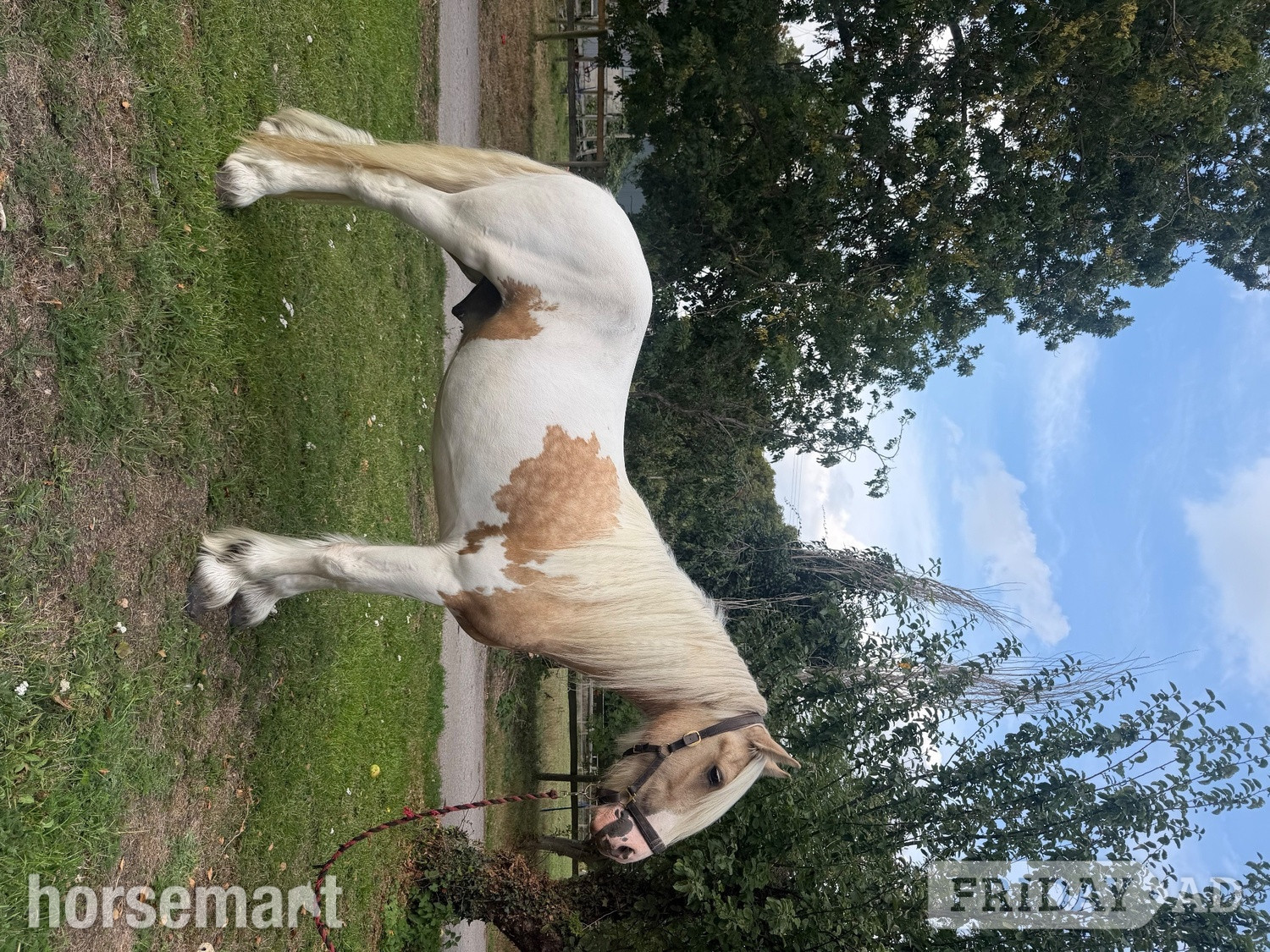 "Waffle " Other Colour Gelding Cob/Heavy Horse