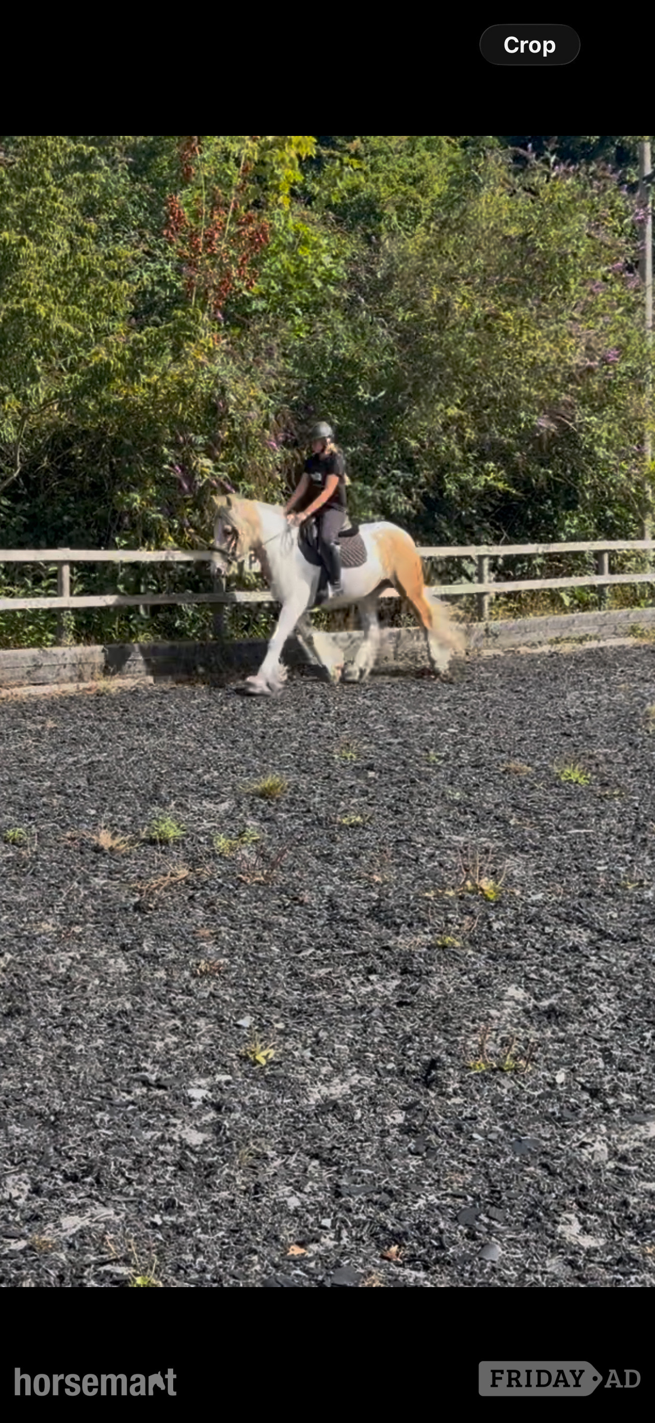 Chester "Waffle " Other Colour Gelding Cob/Heavy Horse