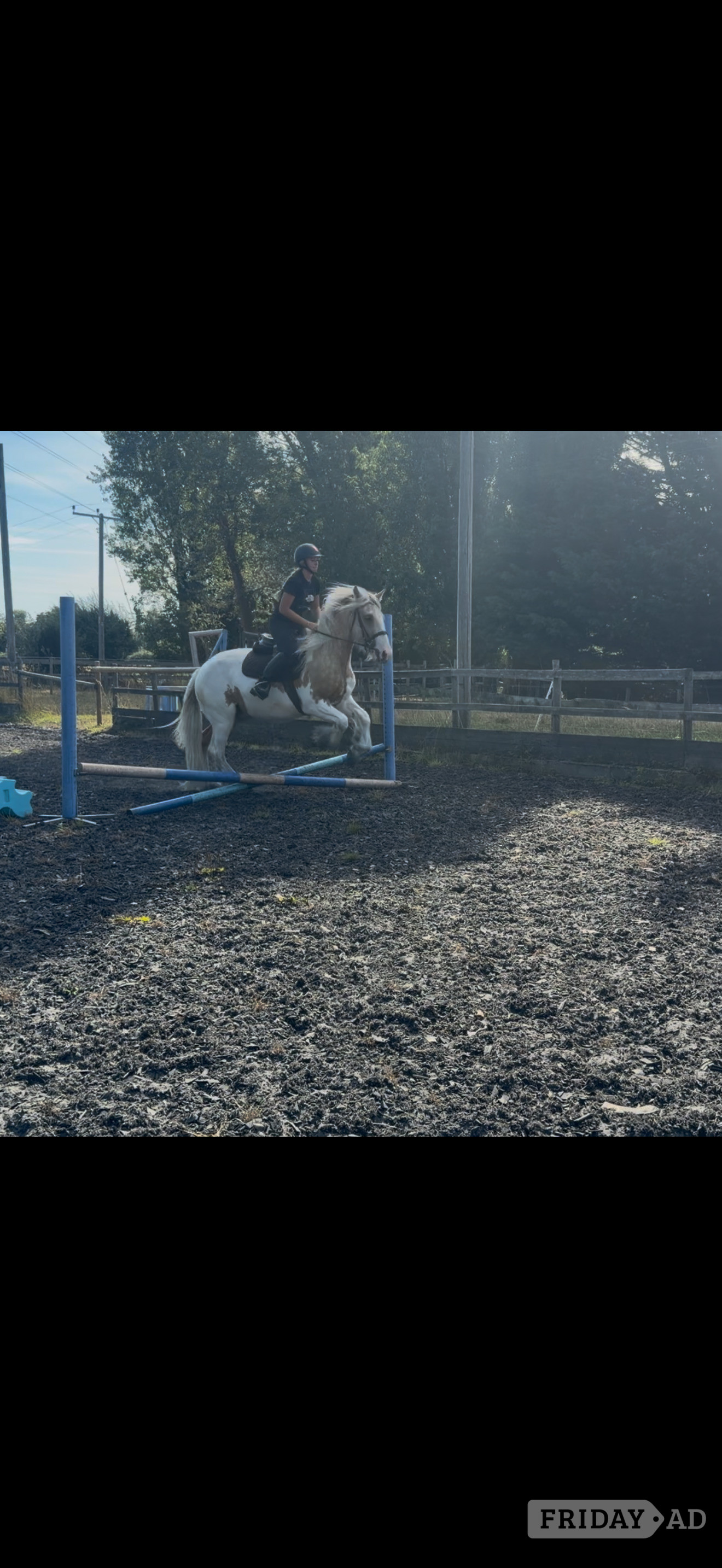 "Waffle " Other Colour Gelding Cob/Heavy Horse - Horses in Chester