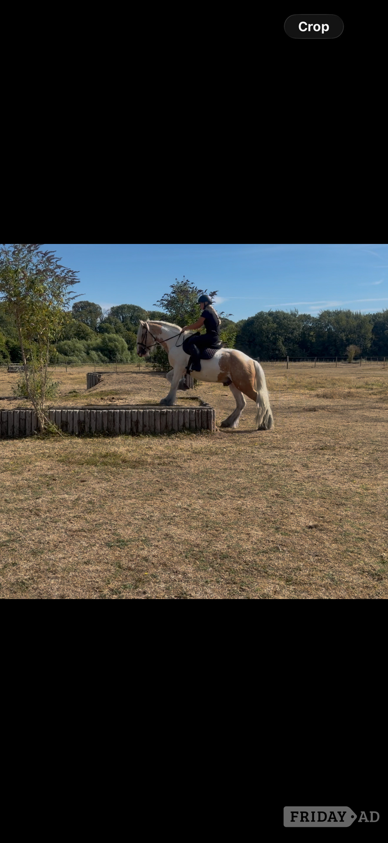 "Waffle " Other Colour Gelding Cob/Heavy Horse - Horses