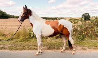 "Gizmo " Skewbald Gelding Young Sport Horse