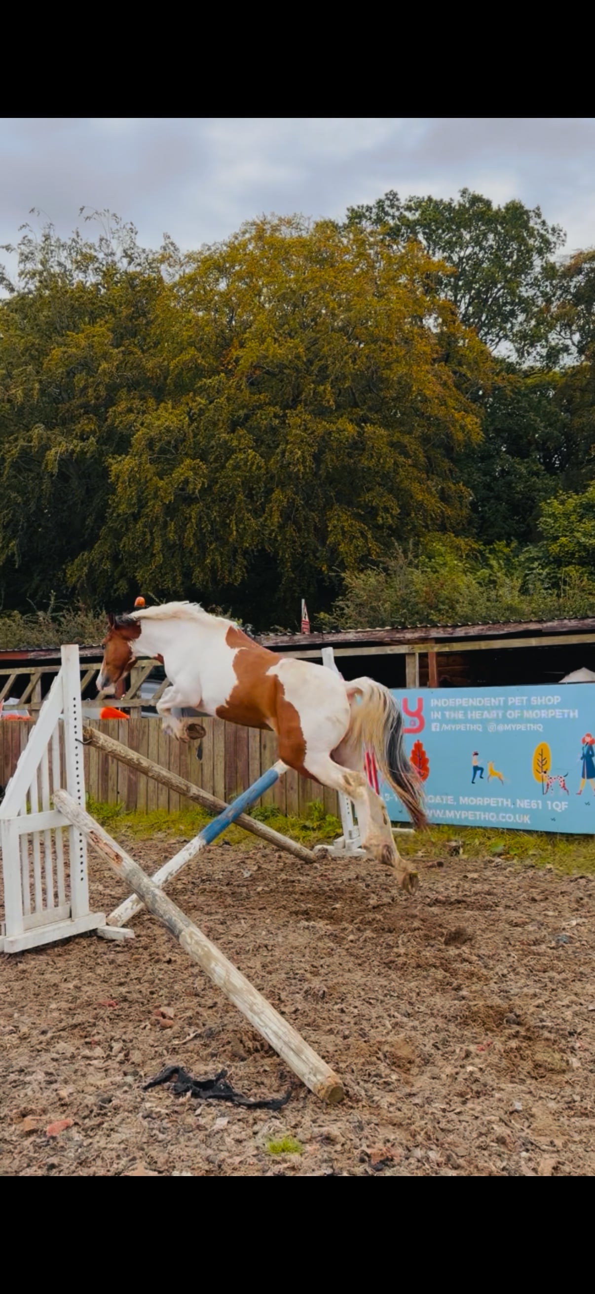 "Gizmo " Skewbald Gelding Young Sport Horse