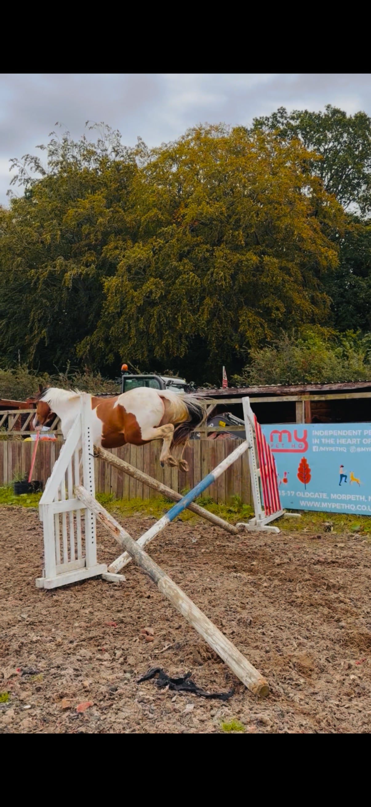Durham "Gizmo " Skewbald Gelding Young Sport Horse