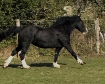 "Lilly " Black Mare All Rounder