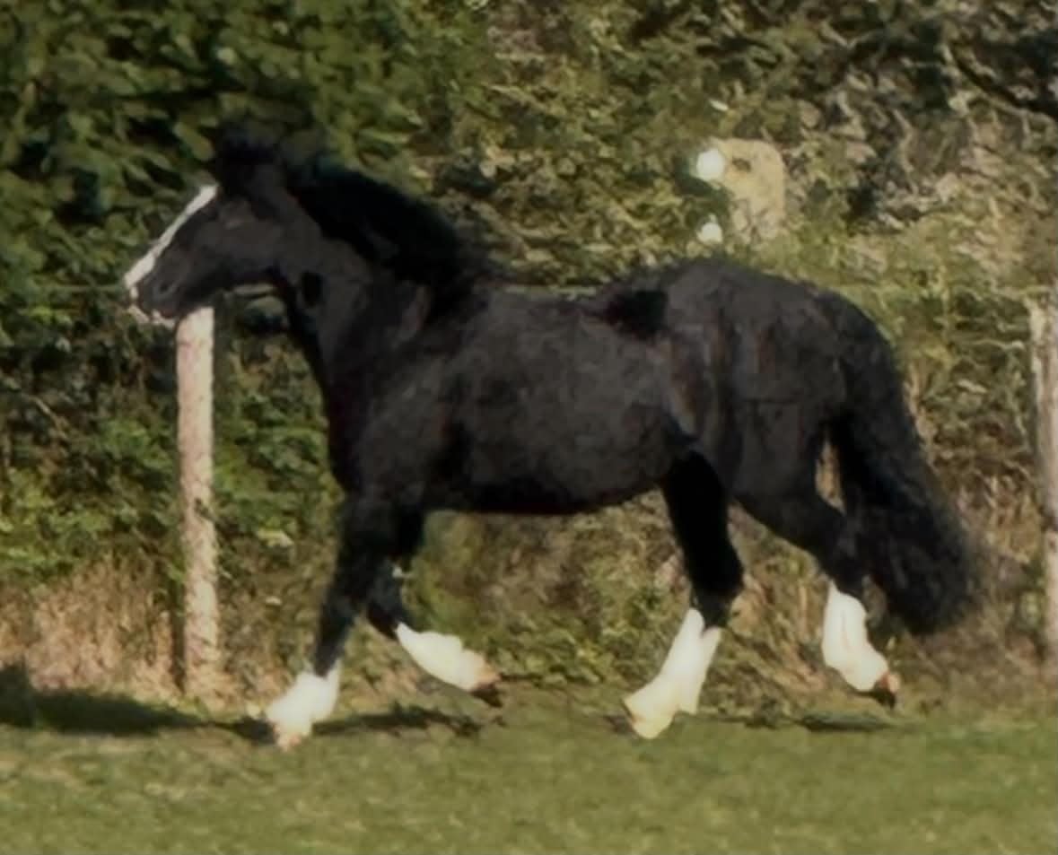 "Lilly " Black Mare All Rounder