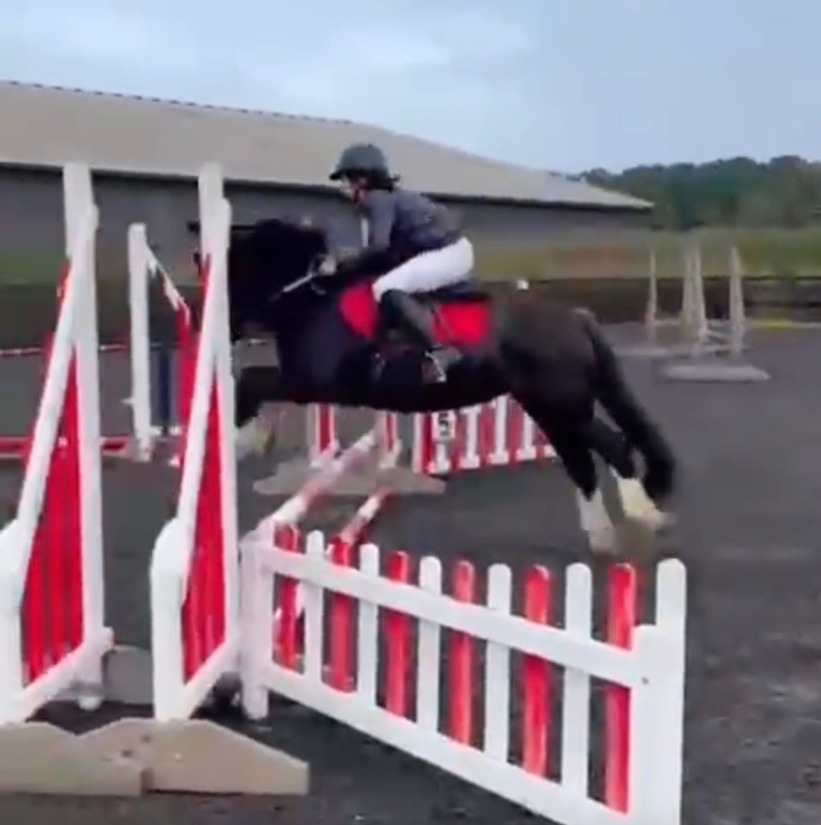"Lilly " Black Mare All Rounder - Horses