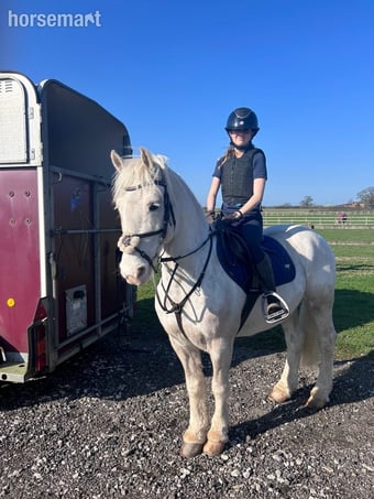 "POPCORN"  Gelding All Rounder